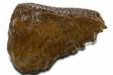 Fossil Woolly Mammoth Upper M Molar - Poland #337183-1